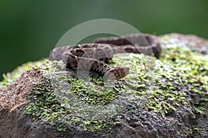 Cloudy Snail Sucker, Sibon nebulatus