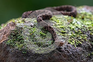 Cloudy Snail Sucker, Sibon nebulatus