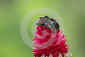 Cloudy Snail Sucker, Sibon nebulatus