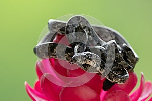 Cloudy Snail Sucker, Sibon nebulatus