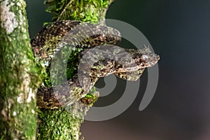 Cloudy Snail Sucker, Sibon nebulatus