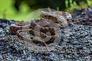 Cloudy Snail Sucker, Sibon nebulatus, snake on green mossy branch. Non venomous snake in the nature habitat.