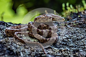 Cloudy Snail Sucker, Sibon nebulatus, snake on green mossy branch. Non venomous snake in the nature habitat.