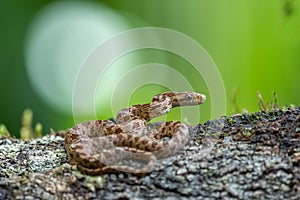 Cloudy Snail Sucker, Sibon nebulatus, snake on green mossy branch. Non venomous snake in the nature habitat.