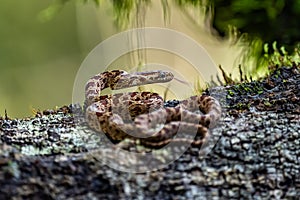 Cloudy Snail Sucker, Sibon nebulatus, snake on green mossy branch. Non venomous snake in the nature habitat.