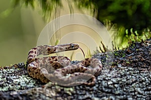 Cloudy Snail Sucker, Sibon nebulatus, snake on green mossy branch. Non venomous snake in the nature habitat.