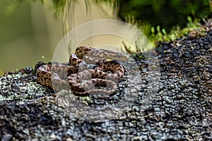 Cloudy Snail Sucker, Sibon nebulatus, snake on green mossy branch. Non venomous snake in the nature habitat.