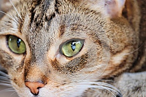 Cloudy spot on the cat eye. Disease of blindness in an animal