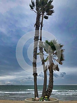 Cloudy stormy beach palm trees Pacific Ocean Ventura