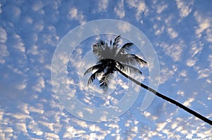 Cloudy sunset blue sky with palm tree by the sea