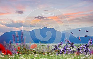 Cloudy sunset mountains nature landscape Olympus mountains field wild flowers lilac  lavender red   poppy meadow Greece landsca