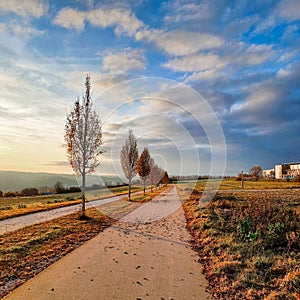 Cloudy tree path on the sunset