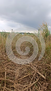 cloudy weather in the middle of the rice fields