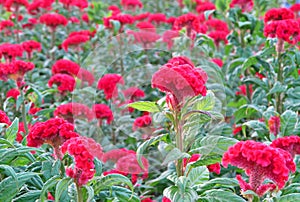 Clourful of cockscomb in botanical garden photo