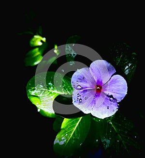 Clourful Periwinkle in the picture.