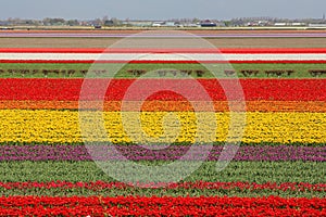 Clourful sea of tulips in Keukenhof national park