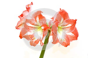 Hippeastrum