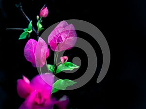 Clouse_up aper flower, Bougainvillea, Bougainvillea glabra Choisy on isolate dark background