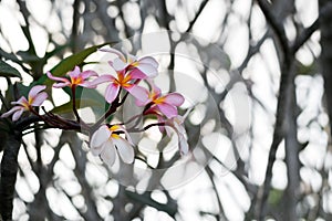 Clouse up pink color plumeria flower at sunset.