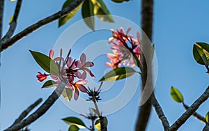 Clouse up pink color plumeria flower at sunset.