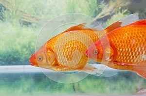 Clouse up of red koi