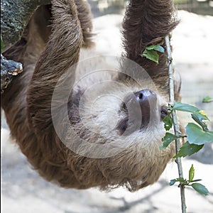 Clouse Up Two Toed Sloth Hanging Upside Down