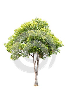 Clouseup Bullet Wood Mimusops elengi Linn Tree isolated on white background