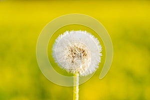 Clouseup image of a dandelion flower with its seeds carried away by the wind