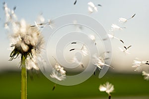 Clouseup image of a dandelion flower with its seeds carried away by the wind