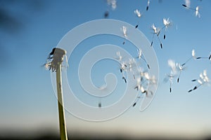 Clouseup image of a dandelion flower with its seeds carried away by the wind