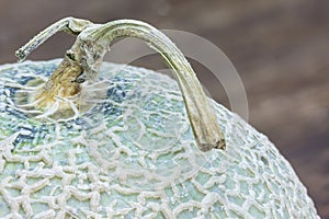 Clouseup of Japan Melon on wooden background