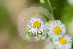 Clouseup macro daisy flower with a beautiful blurred background