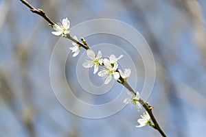 Clouseup of white plum flower