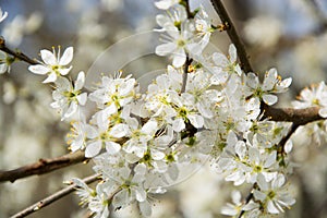Clouseup of white plum flower