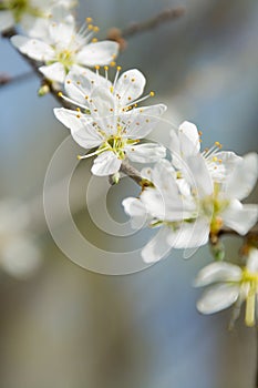 Clouseup of white plum flower, spring