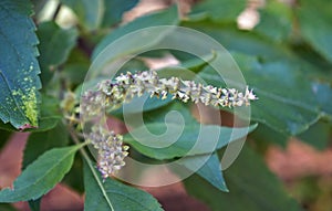 Clove basil or African basil flowers, Ocimum gratissimum, medicinal plant