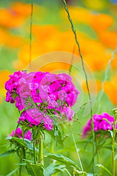 Clove with Californian poppies