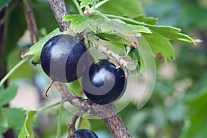 Clove currant fruits photo