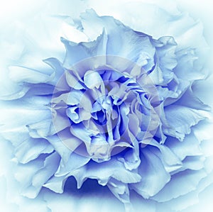 Clove  flower. Floral light blue  background. Macro.