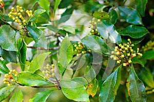 Clove growing with green leaves on the tree, Bali