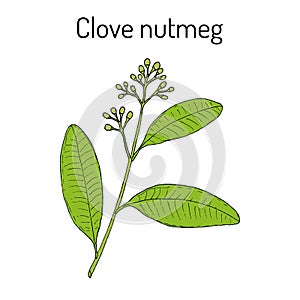 Clove nutmeg Ravensara aromatica , aromatic and medicinal plant