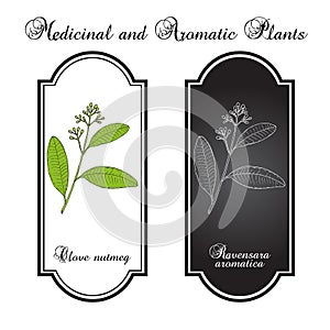 Clove nutmeg Ravensara aromatica , aromatic and medicinal plant