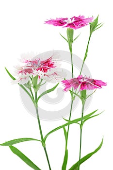 Clove pink flowers