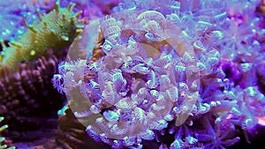 Clove Polyp Soft Coral Polyps Swaying