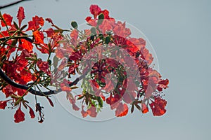 Clove ( Syzygium aromaticum ) photo