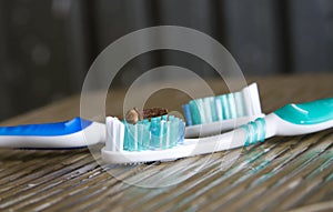 Clove on Toothbrush-clove oil is good for teeth