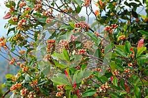 Clove tree with spicy raw flowers and sticks