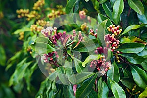 Clove tree with spicy raw flowers and sticks