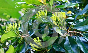 Clove trees in Indonesia
