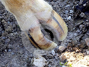 Cloven hoof of a dairy cow photo